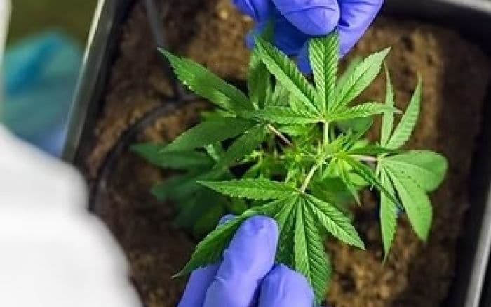 Seminário Estadual em Balneário Camboriú Discute o Potencial da Cannabis Medicinal