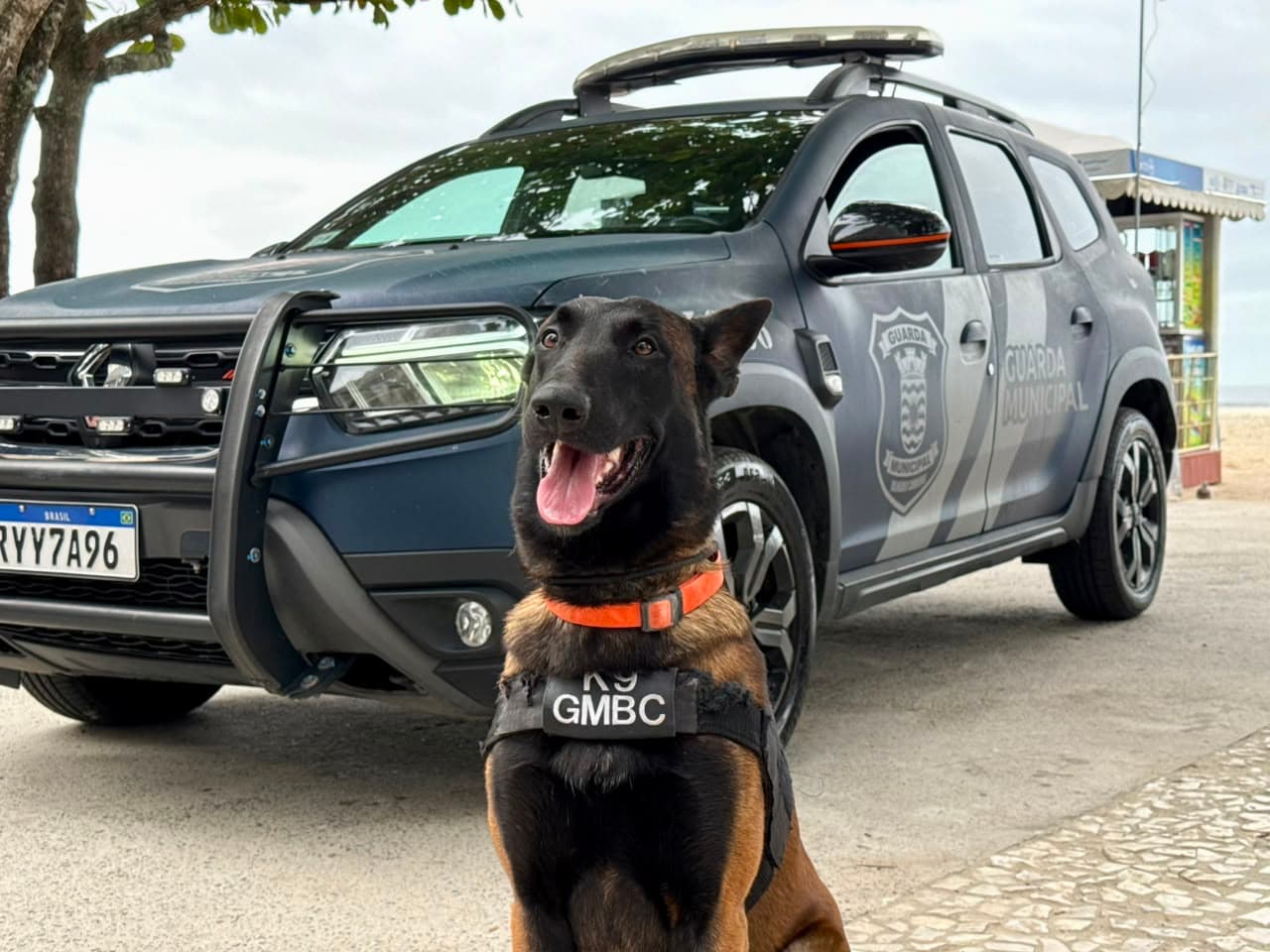 Cão farejador da Guarda Municipal atuou em 40 apreensões de drogas em menos de um ano em Balneário Camboriú - Página 3 - Notícias de Balneário Camboriú