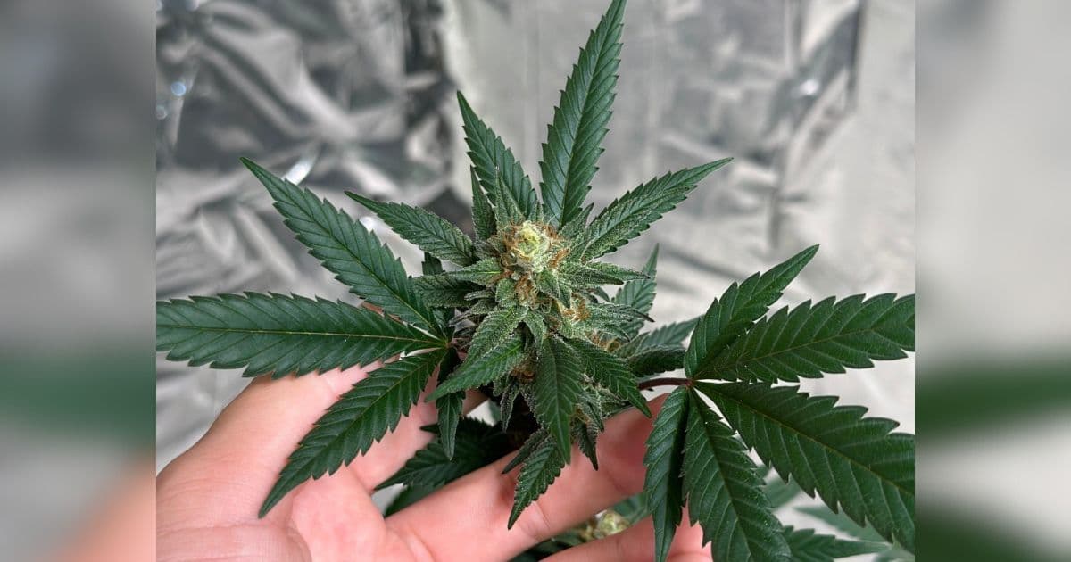 Tratamento com cannabis medicinal será tema de seminário gratuito na Univali em Balneário Camboriú